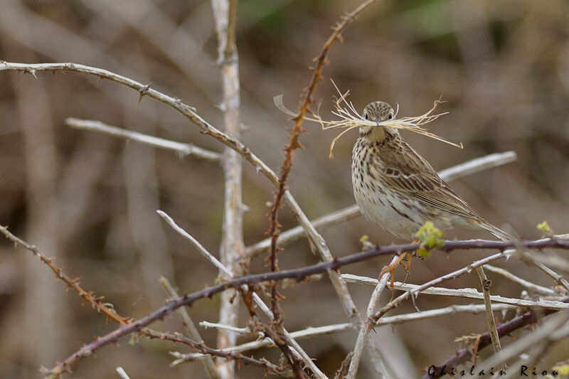 Meadow Pipit, Reproduction-nesting