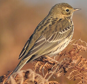 Meadow Pipit 
&copy; Ghislain Riou