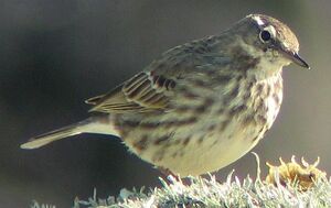 Eurasian Rock Pipit