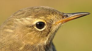 Eurasian Rock Pipit