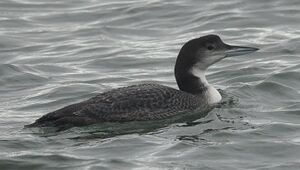 Great Northern Loon 
&copy; Ghislain Riou