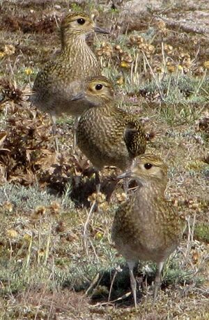 European Golden Plover 
&copy; Ghislain Riou