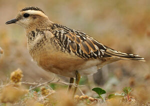 Eurasian Dotterel