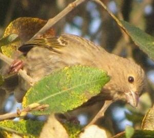Common Rosefinch 
&copy; Ghislain Riou