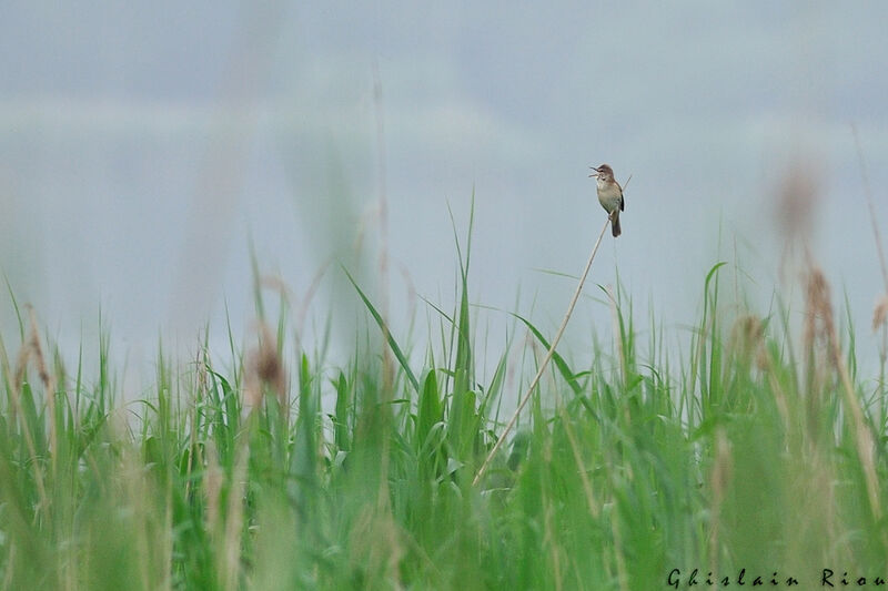 Great Reed Warbler male, song
