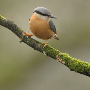 Sittelle torchepot 
&copy; Ghislain Riou