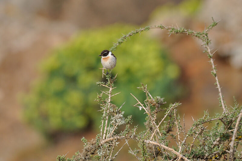 Canary Islands Stonechat male