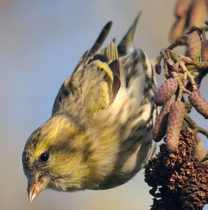 Eurasian Siskin 
&copy; Ghislain Riou