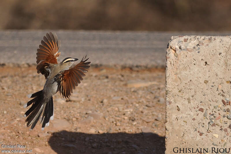 Black-crowned Tchagraadult, Flight