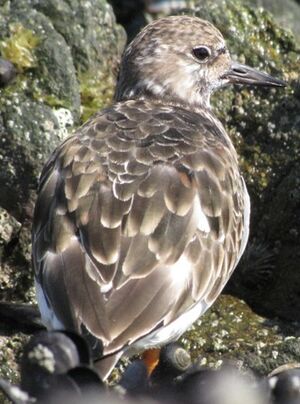 Ruddy Turnstone 
&copy; Ghislain Riou