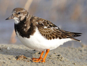 Ruddy Turnstone 
&copy; Ghislain Riou