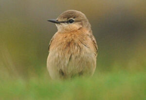 Isabelline Wheatear