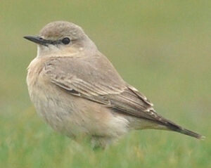 Isabelline Wheatear