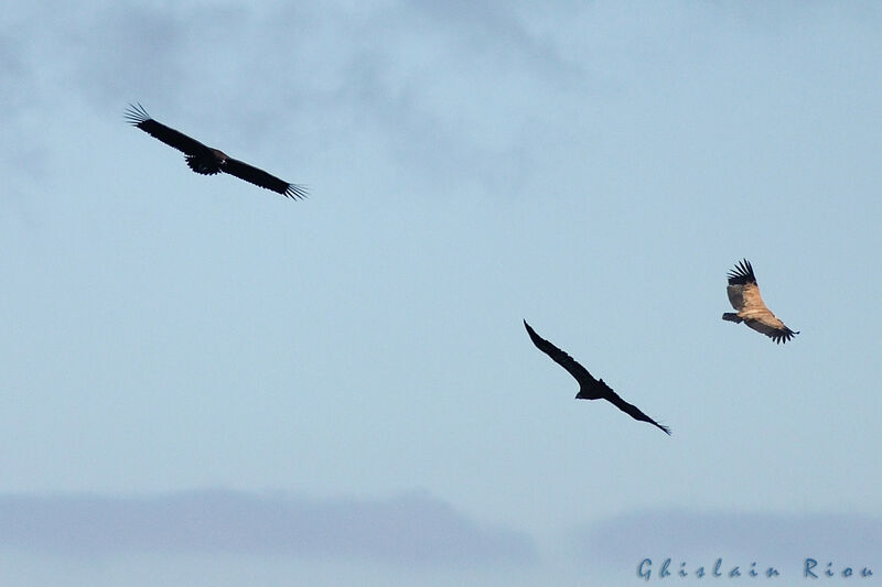 Cinereous Vulturejuvenile, Flight