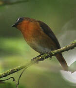 White-bellied Robin-Chat