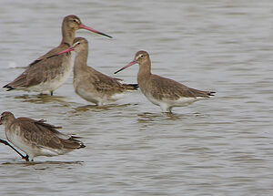 Black-tailed Godwit