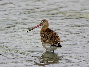 Black-tailed Godwit