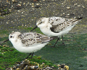 Bécasseau sanderling