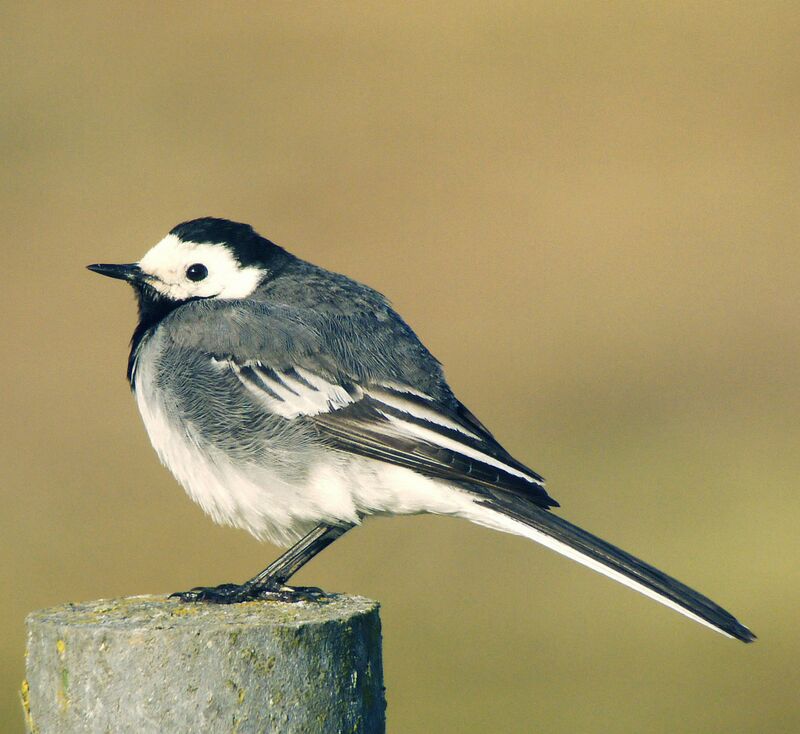 White Wagtail male adult breeding, identification