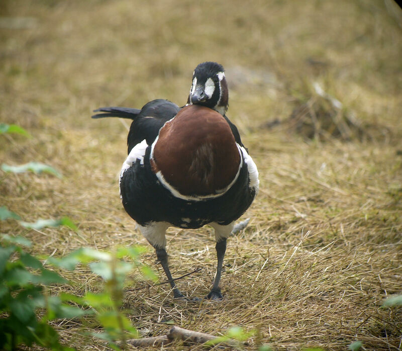 Red-breasted Goose, identification