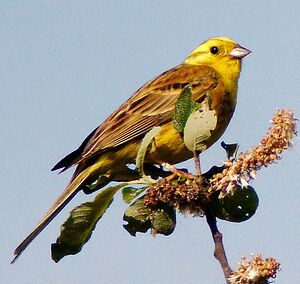 Bruant jaune