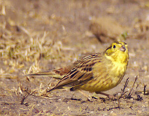 Yellowhammer