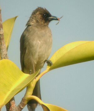 Bulbul des jardins