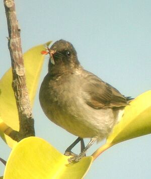 Bulbul des jardins