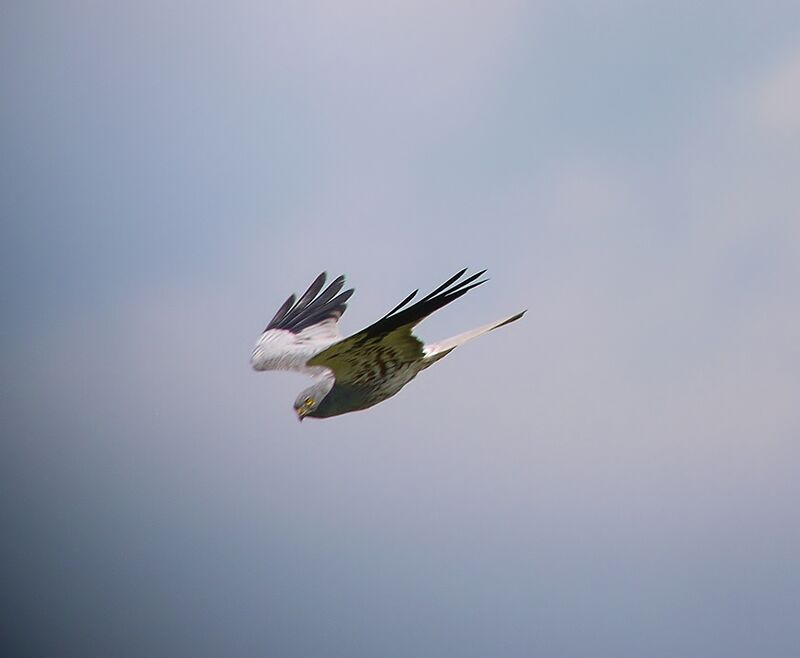 Montagu's Harrier male adult breeding, Flight