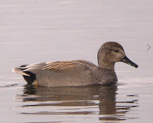 Canard chipeau