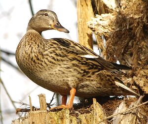 Canard colvert