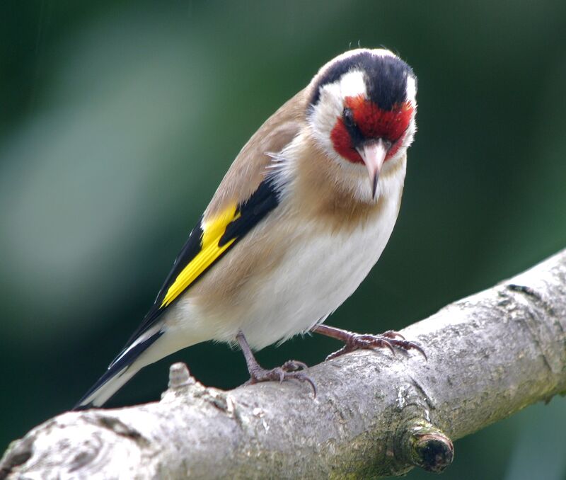 European Goldfinch male adult breeding, identification