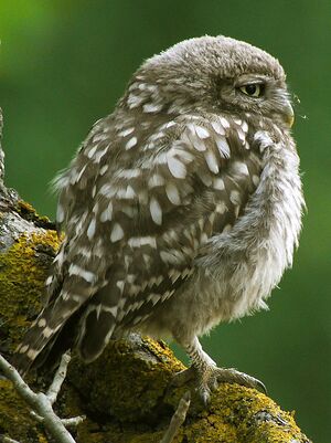 Little Owl