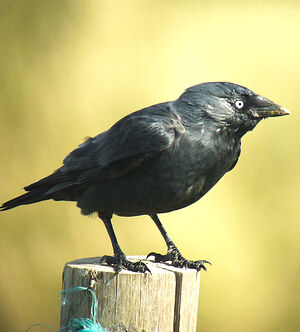 Western Jackdaw