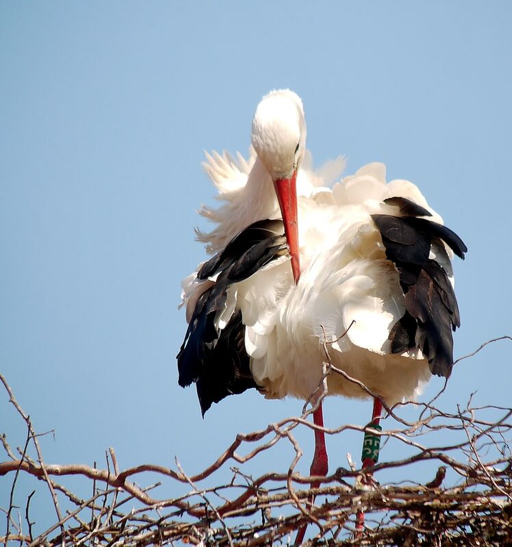White Stork, care