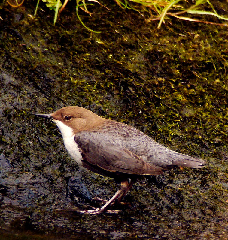 White-throated Dipper male adult breeding, identification