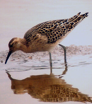 Ruff 
&copy; Gilbert Blaising