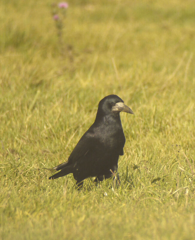 Rook male adult, identification