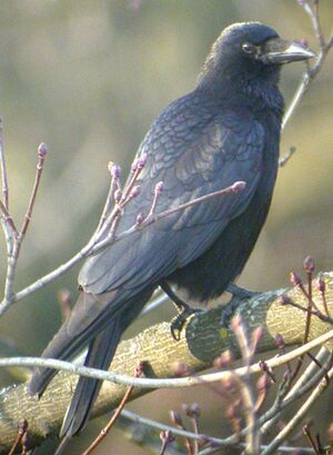 Carrion Crow