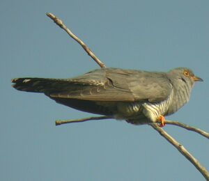 Common Cuckoo