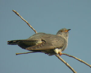 Common Cuckoo