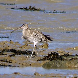 Eurasian Curlew