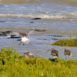 Eurasian Curlew