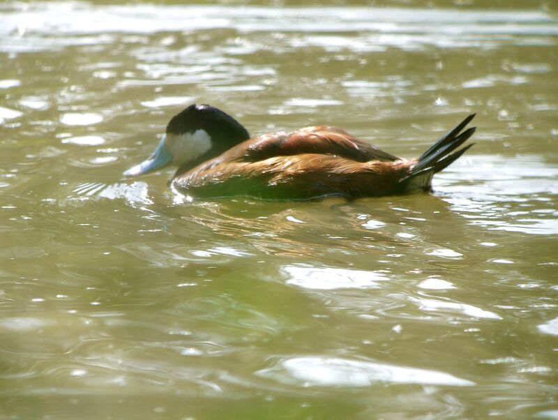 Ruddy Duck male adult breeding, identification
