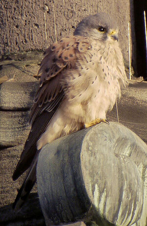 Faucon crécerelle