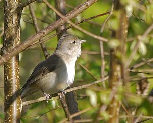 Garden Warbler