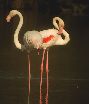 Greater Flamingo 
&copy; Gilbert Blaising