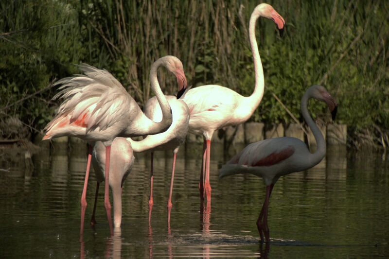 Greater Flamingo , identification
