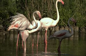 Greater Flamingo 
&copy; Gilbert Blaising