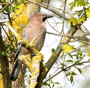 Eurasian Jay